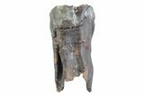 Fossil Woolly Rhino (Coelodonta) Tooth - Siberia #370925-1